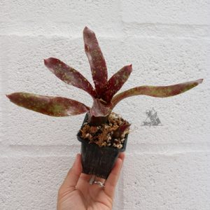 Neoregelia red black