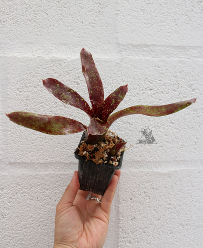 Neoregelia red black