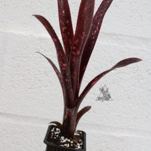 Billbergia hallelujah
