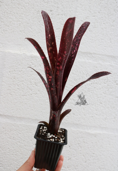 Billbergia hallelujah