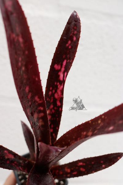 Billbergia hallelujah - Imagen 2