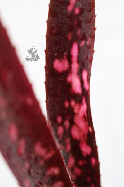 Billbergia hallelujah - Imagen 3