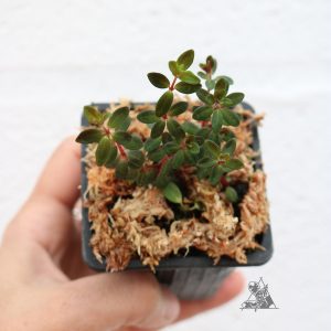 Peperomia Rubella