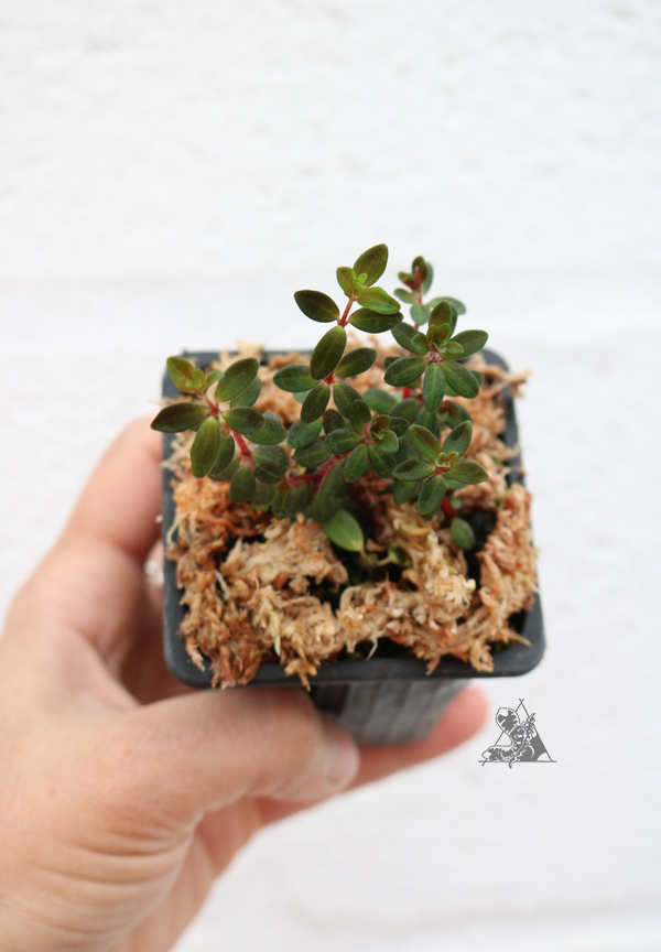Peperomia Rubella