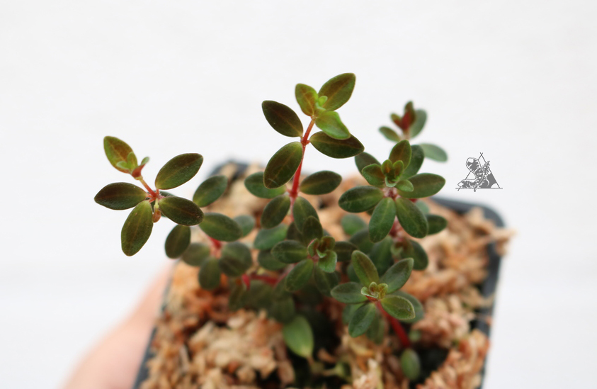 Peperomia Rubella - Imagen 2