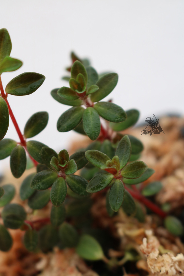 Peperomia Rubella - Imagen 3