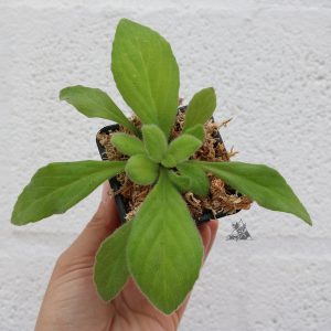 Primulina Chastity