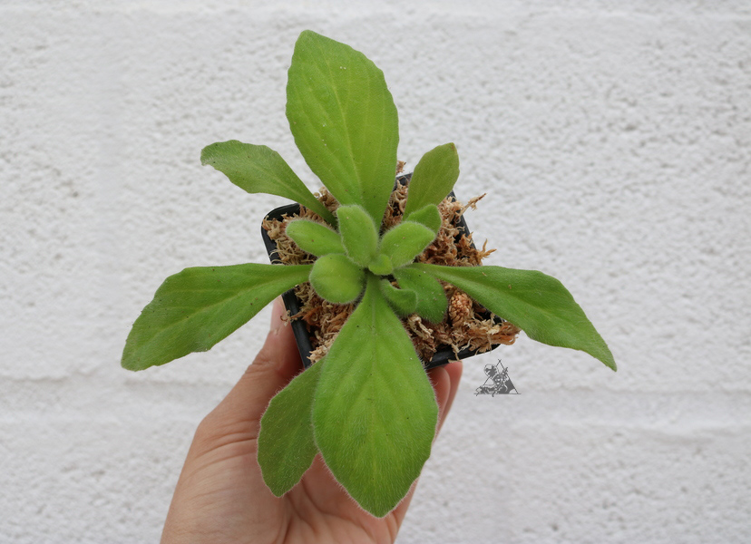 Primulina Chastity