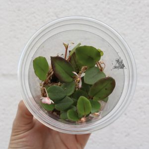 Begonia schulzei