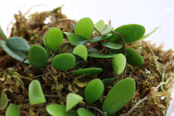 Pyrrosia piloselloides
