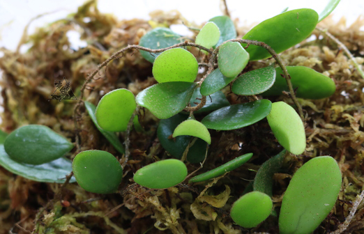 Pyrrosia piloselloides - Imagen 2