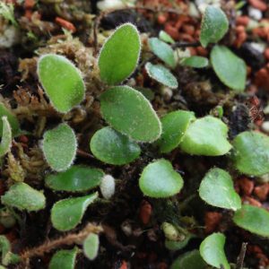Pyrrosia nummularifolia