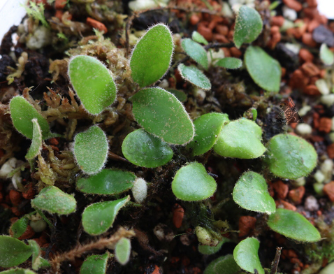 Pyrrosia nummularifolia