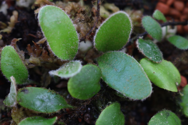Pyrrosia nummularifolia - Imagen 2