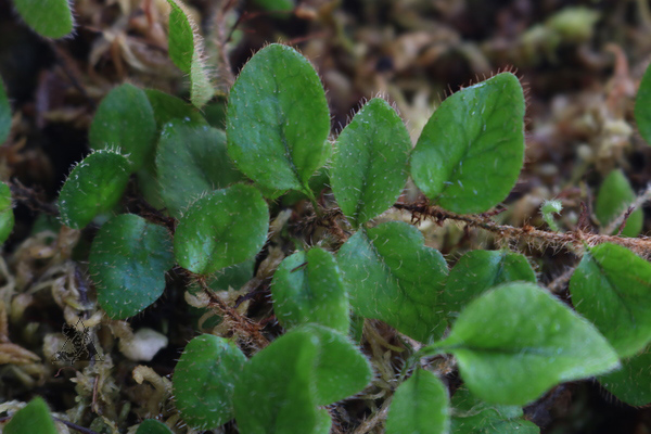 Microgramma ciliata - Imagen 2