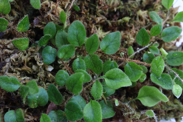 Microgramma ciliata