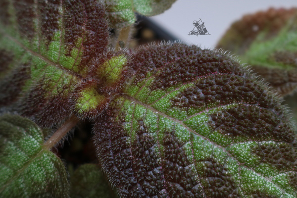 Episcia "Pink Panther" - Imagen 2