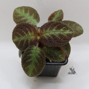 Episcia Pink Panther