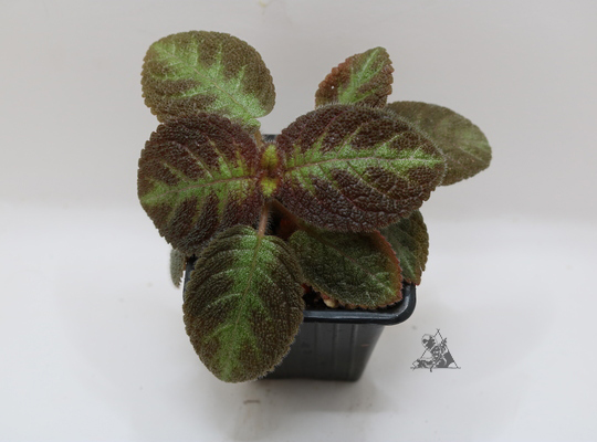 Episcia Pink Panther