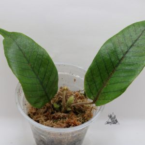 Pyrrosia sp. Indonesia