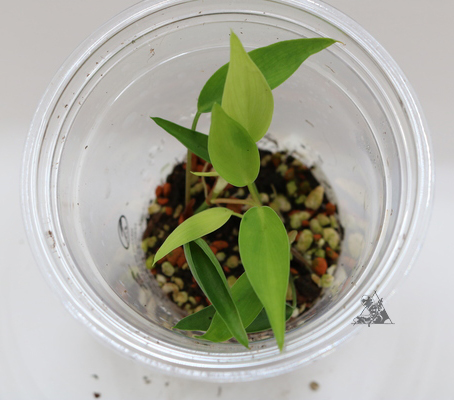 Philodendron sp. Mini Midget