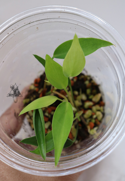Philodendron sp. "Mini Midget" - Imagen 2