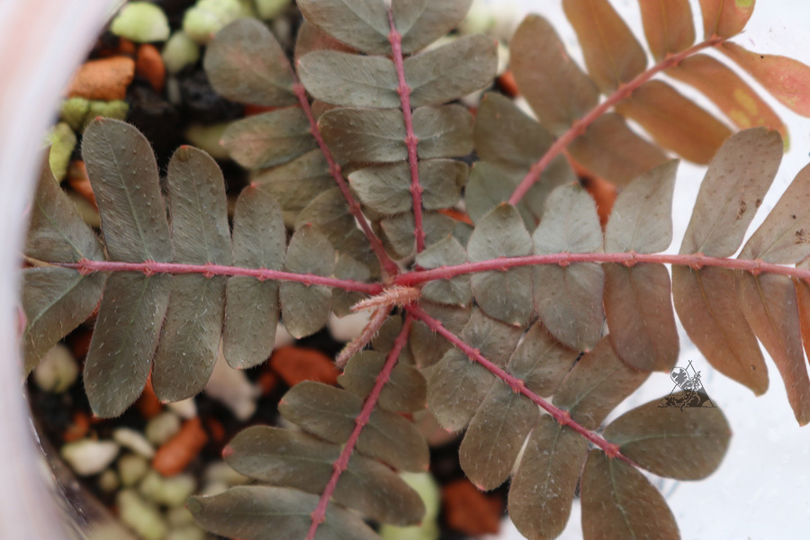 Biophytum sp. Red Ecuador - Imagen 2