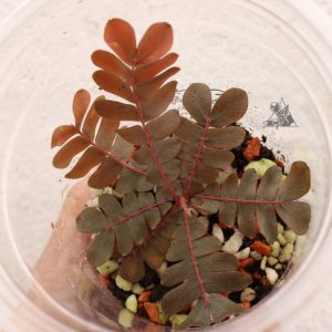 Biophytum sp. Red Ecuador