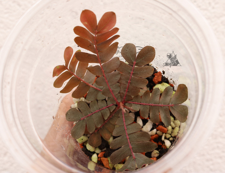 Biophytum sp. Red Ecuador