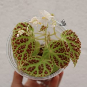 Begonia dracopelta