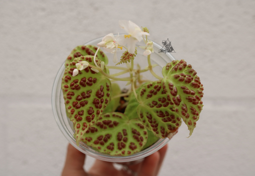 Begonia dracopelta