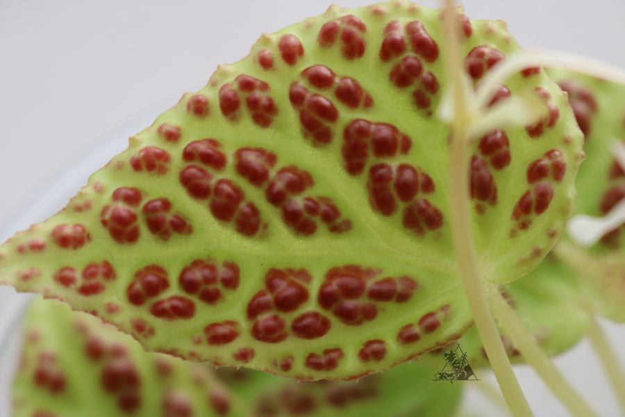 Begonia dracopelta - Imagen 3