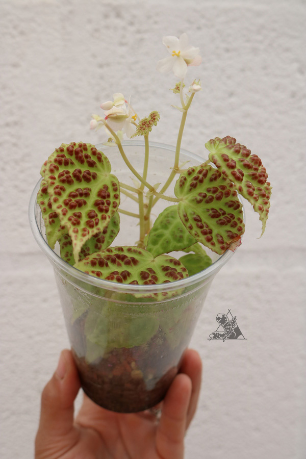 Begonia dracopelta - Imagen 2
