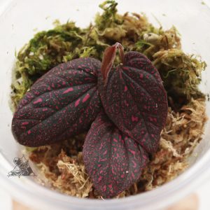 Piper sp. Pink Papua