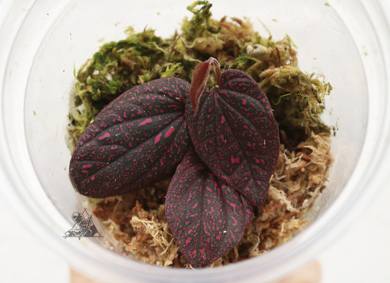 Piper sp. Pink Papua