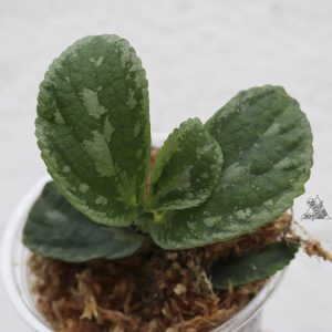 Elatostema sp. Borneo