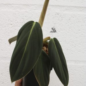 Philodendron gigas