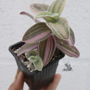 Tradescantia sillamontana Variegata