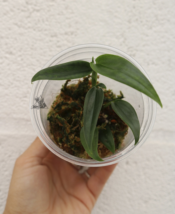 Philodendron sp. Green Spear