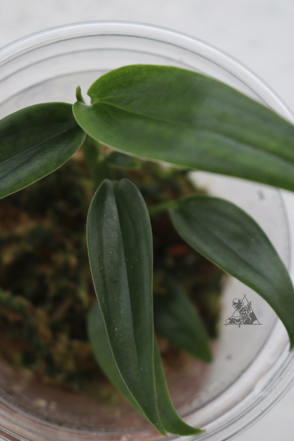 Philodendron sp. "Green Spear" - Imagen 2