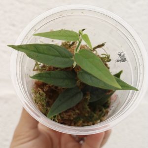Ficus sp. Indonesia