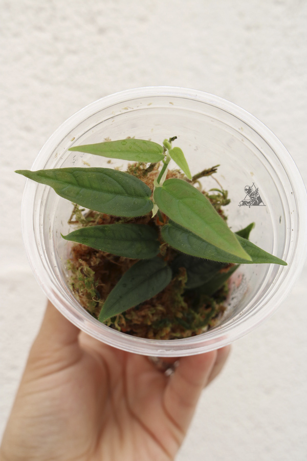 Ficus sp. Indonesia