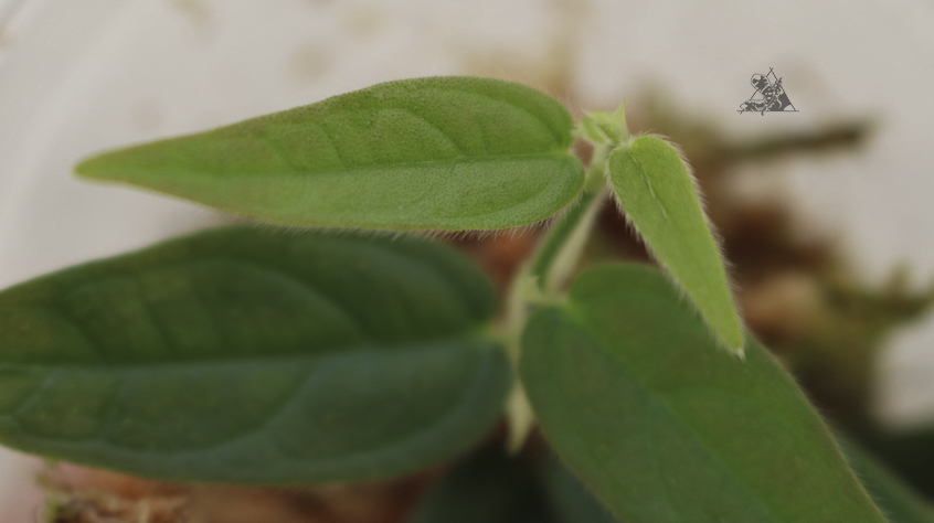 Ficus sp. Indonesia - Imagen 2
