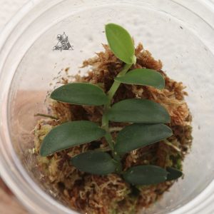 Rhaphidophora sp. Mini