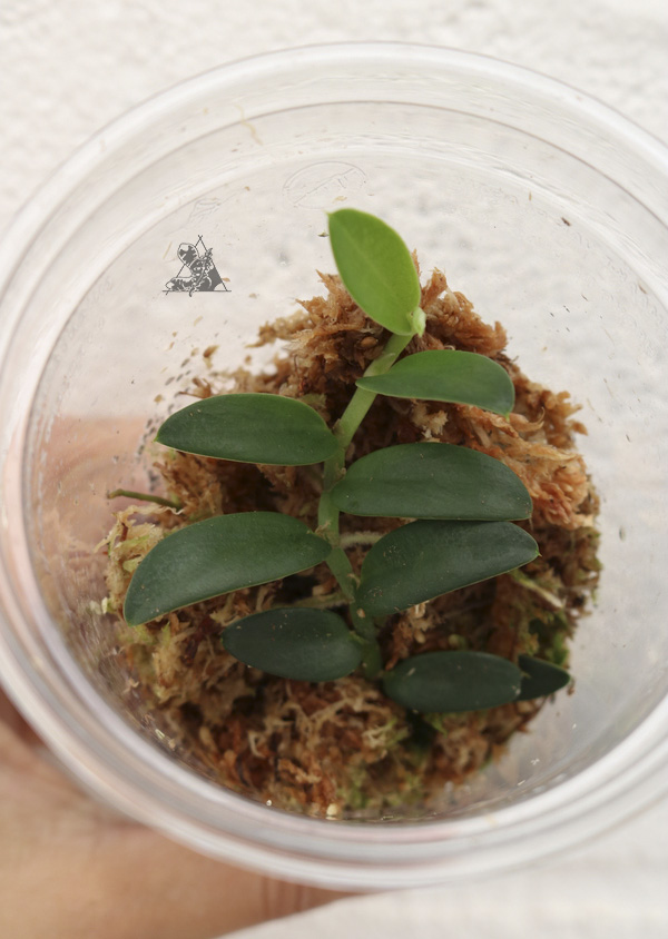 Rhaphidophora sp. Mini