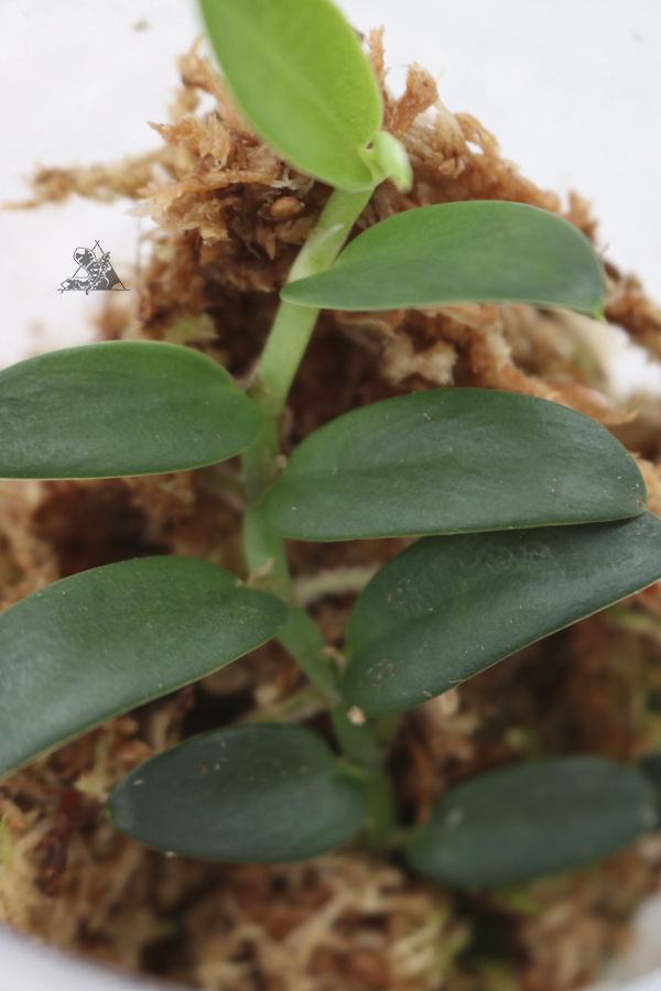 Rhaphidophora sp. "Mini" - Imagen 2