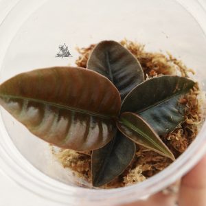 Labisia sp. Borneo Dark leaf