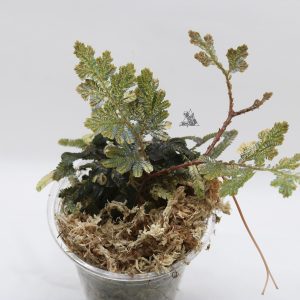 Selaginella willdenowii Variegata