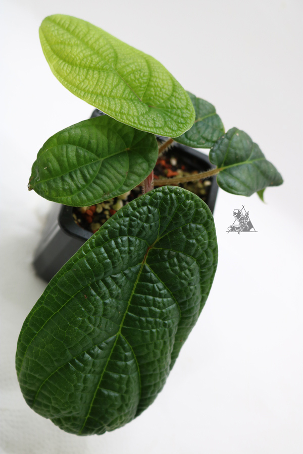 Piper parmatum - Imagen 2