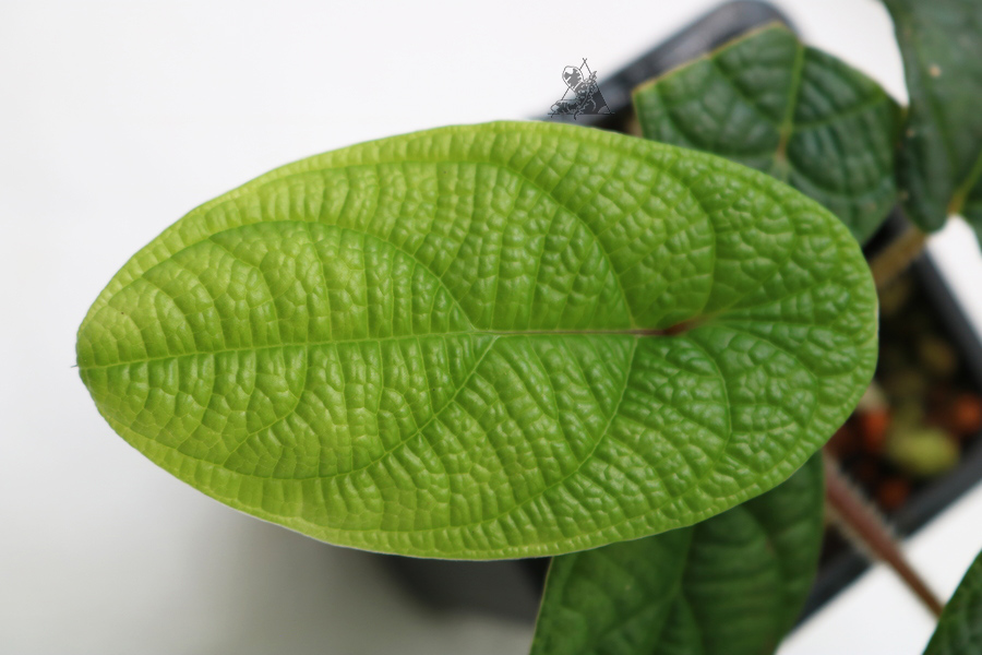 Piper parmatum - Imagen 4